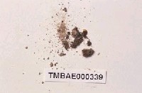 藏品(柔枝澤苔)的圖片